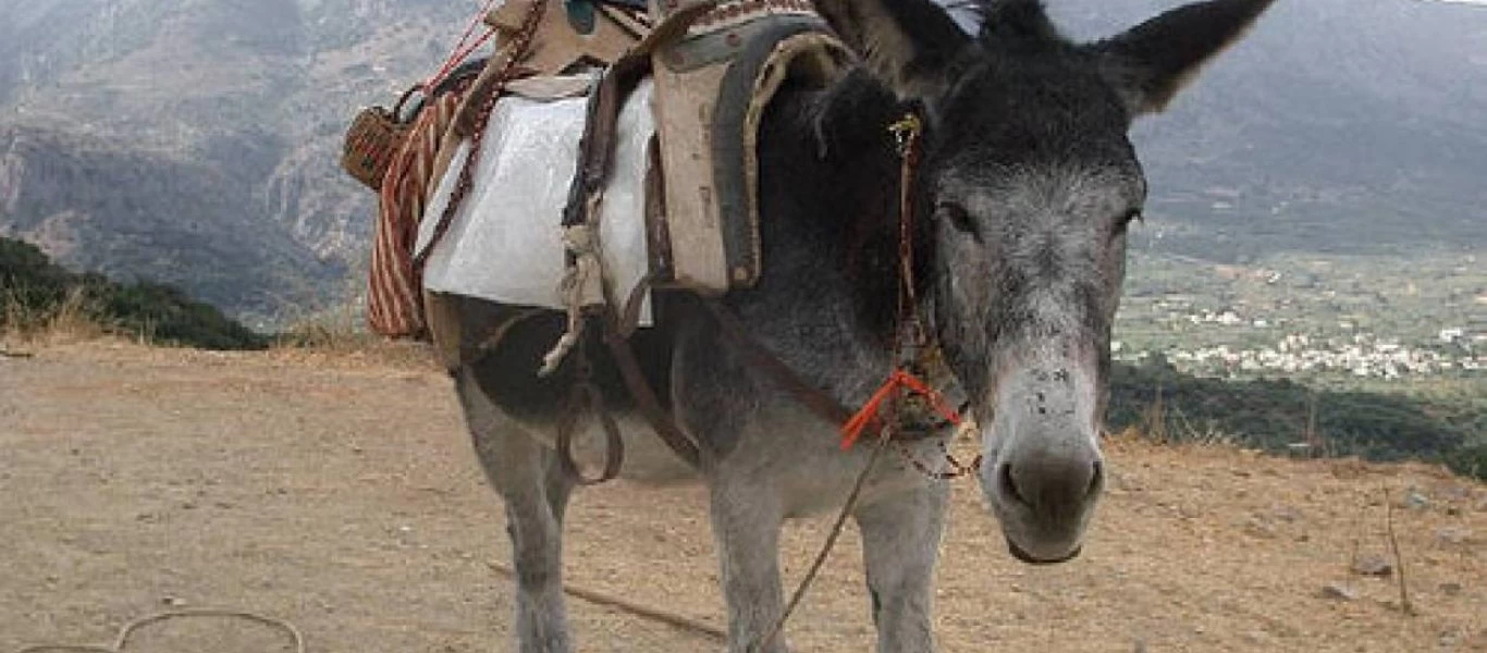 Χτυπούσε τον γάιδαρο στο κεφάλι για να τον...«ξεματιάσει» - Πλήρωσε πρόστιμο 5.000 ευρώ
